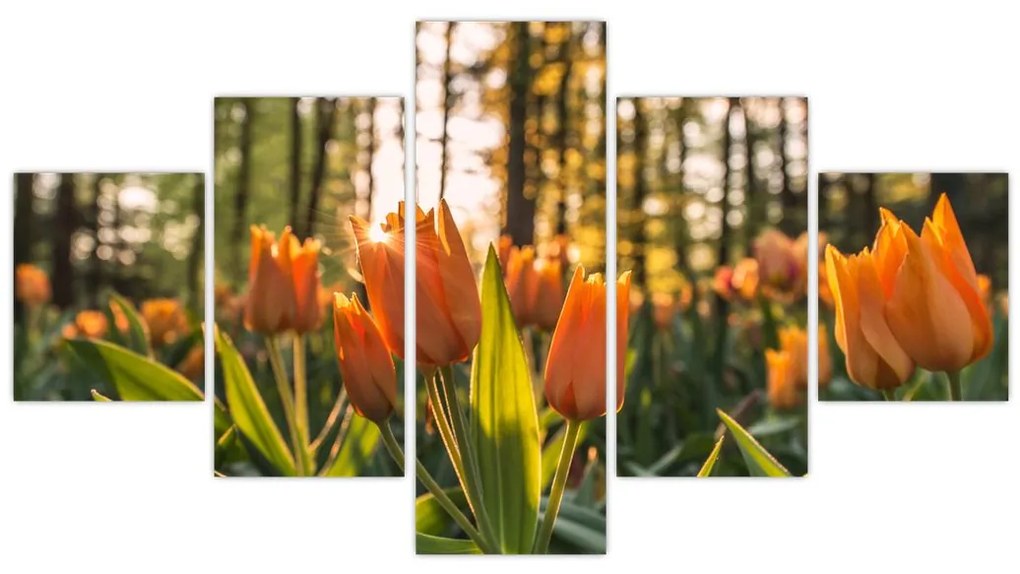 Obraz - kwiaty tulipanów (125x70 cm)