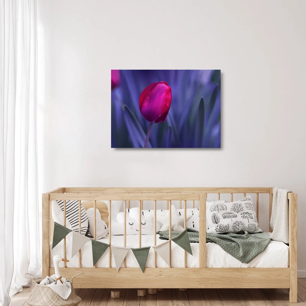 Obraz na szkle pąka tulipana (70x50 cm)