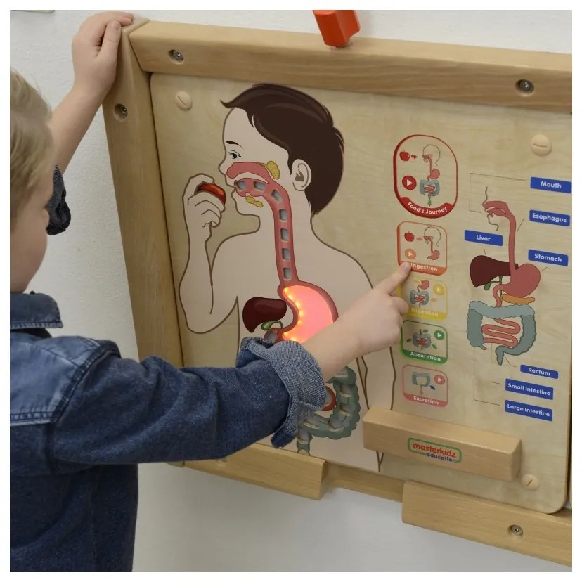 Masterkidz tablica edukacyjna układ trawienny montessori