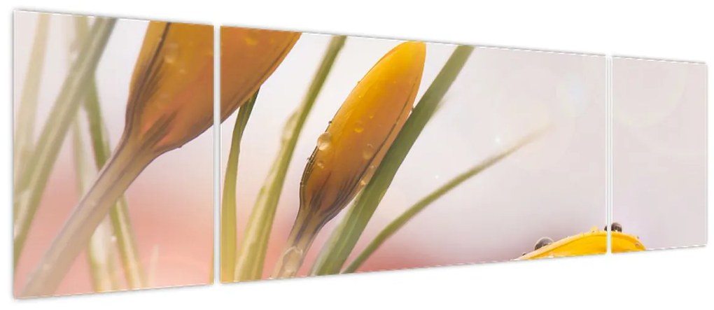 Obraz - Wiosenne kwiaty (170x50 cm)