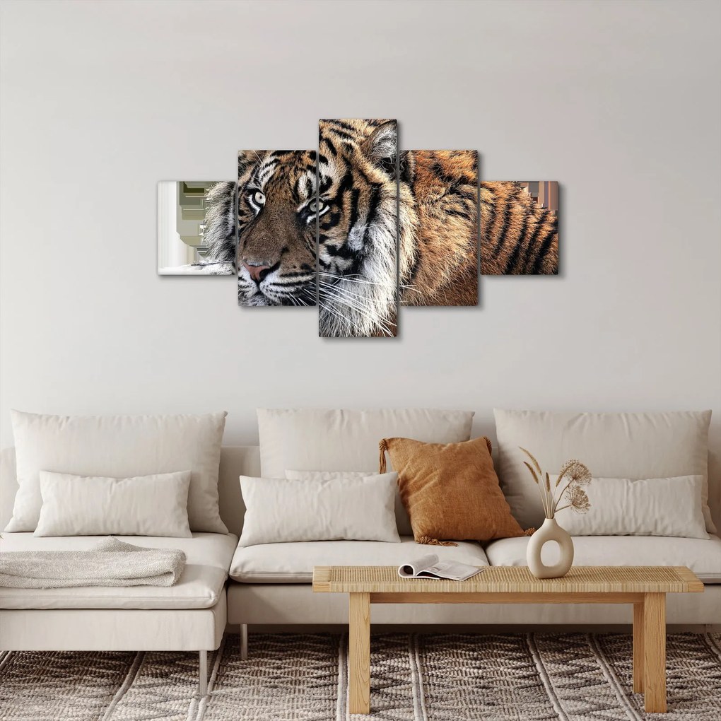 Obraz tygrysa (125x70 cm)