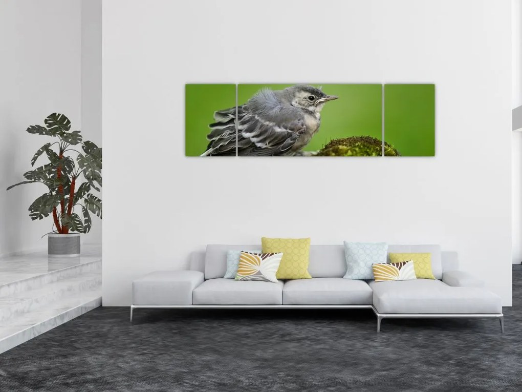 Obraz - Muchołówka (170x50 cm)