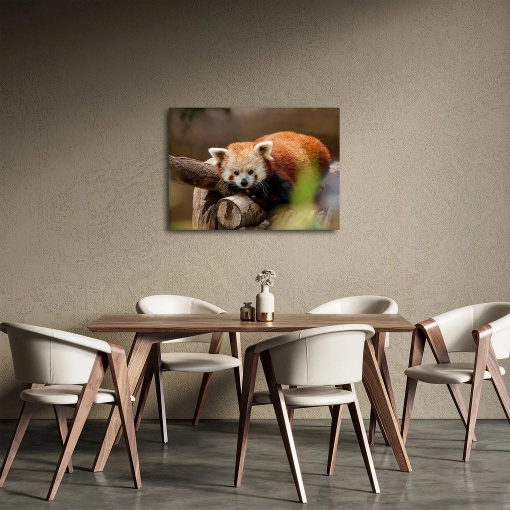 Obraz czerwonej pandy (70x50 cm)