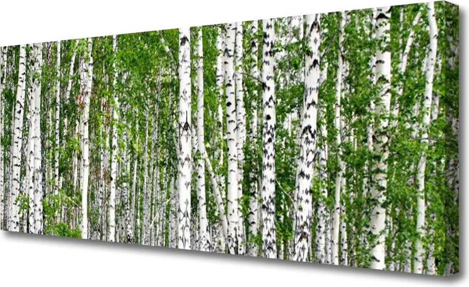 Obraz na płótnie Świetlisty Las Brzozowy