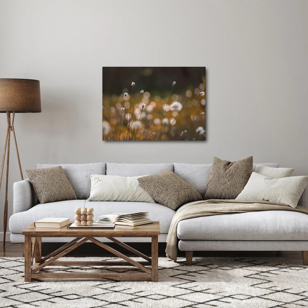 Obraz - Łąka z trawą bawełnianą N⁰2 (70x50 cm)