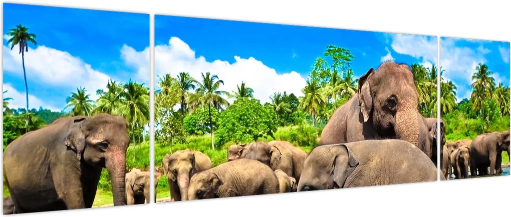 Obraz - Słonie, Sri Lanka (170x50 cm)