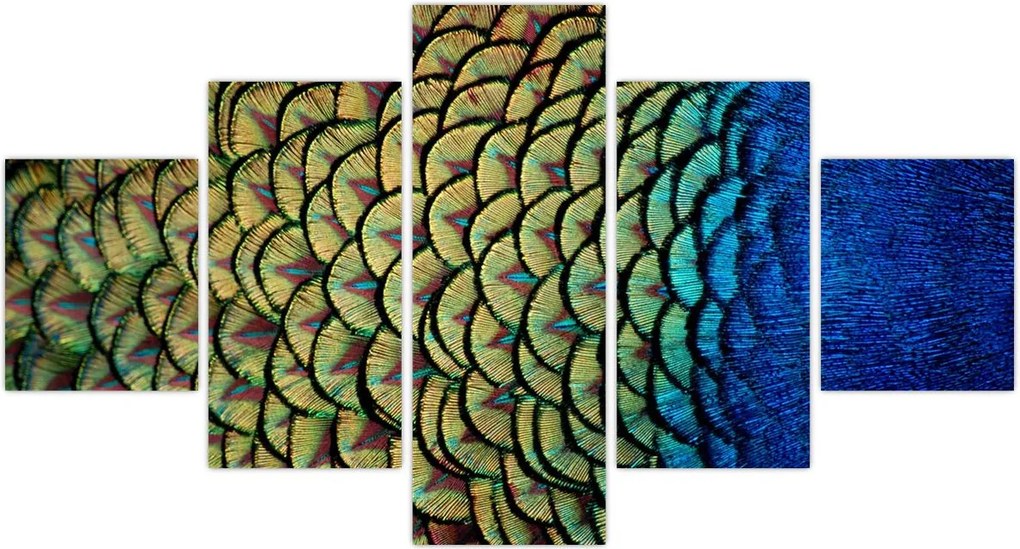 Obraz - Pawie pióra (125x70 cm)