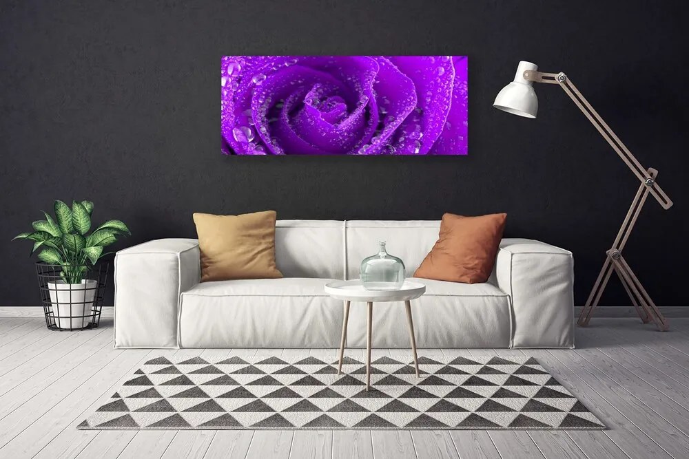 Obraz na płótnie Aksamitna Róża w Rozkwicie