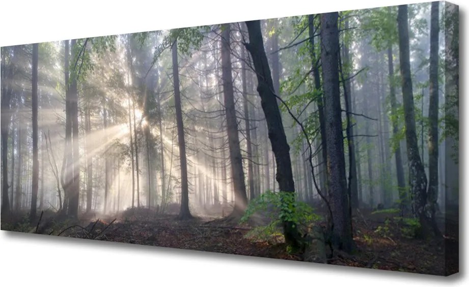 Obraz na płótnie Głusza Starego Lasu