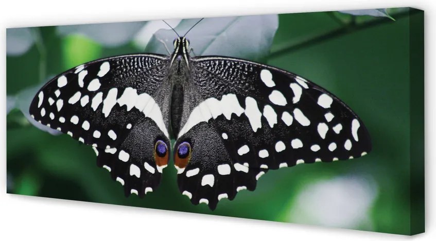 Duży obraz na płótnie Kolorowy Motyl na Liściach