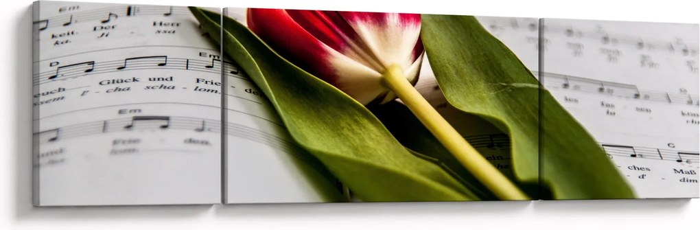 Obraz czerwonego tulipana (170x50 cm)