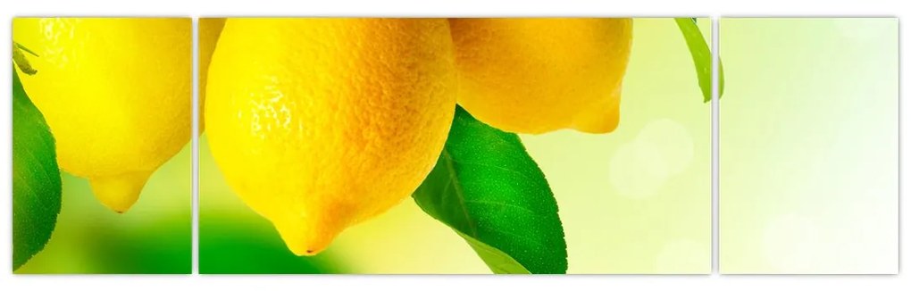 Obraz cytryn (170x50 cm)