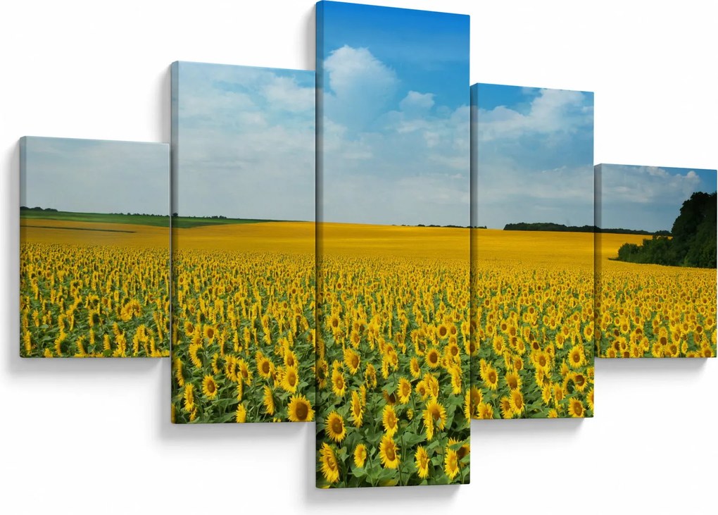 Obraz - ciąg słoneczników (125x70 cm)