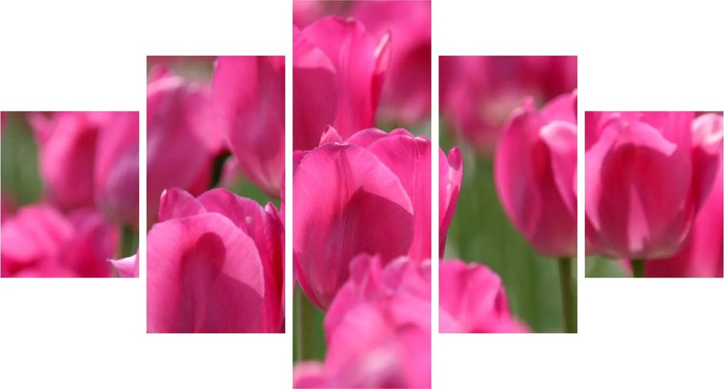 Obraz - Różowe tulipany (125x70 cm)