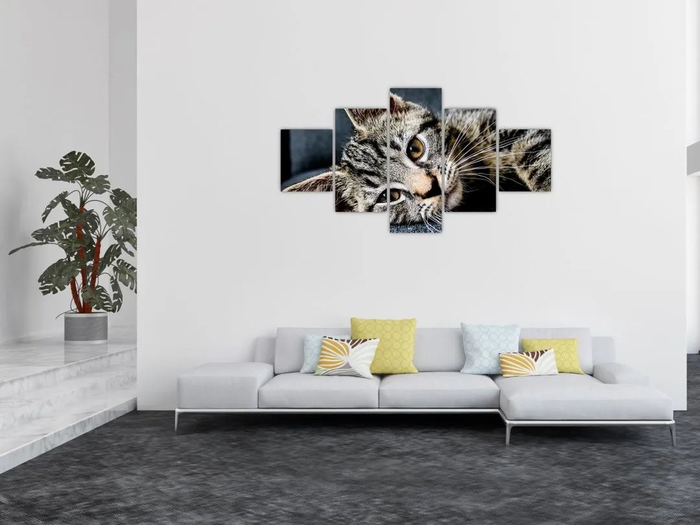 Obraz - Kotek (125x70 cm)