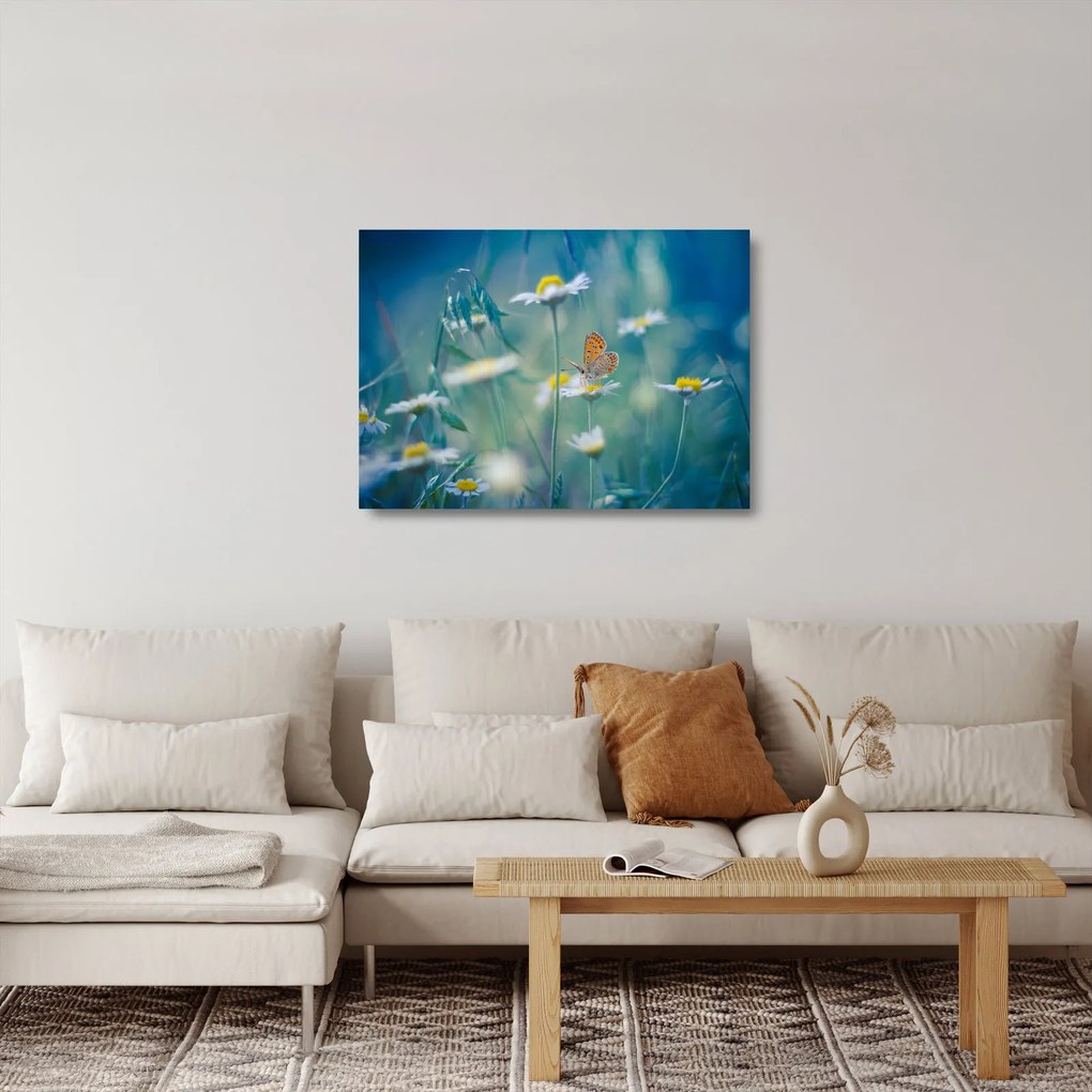 Obraz na szkle - Motyl na stokrotce (70x50 cm)
