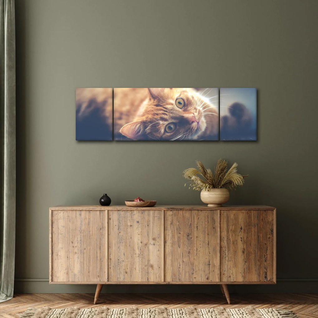 Obraz kota na podłodze (170x50 cm)