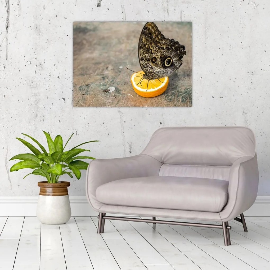 Obraz na szkle - motyl (70x50 cm)
