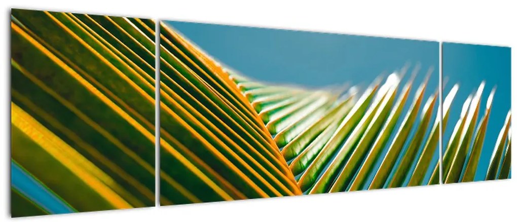 Obraz - Detal liścia palmowego (170x50 cm)