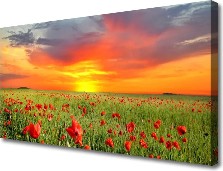 Obraz canvas Maki w Blasku Słońca