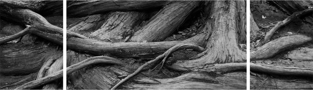 Obraz - Korzenie drzewa (170x50 cm)