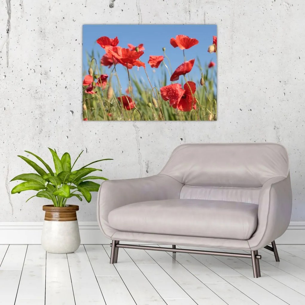 Obraz na szkle - Maki (70x50 cm)