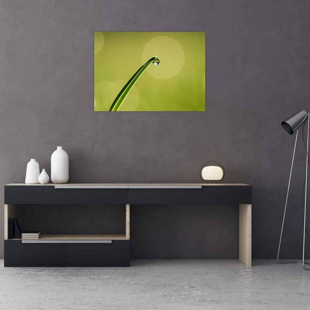 Obraz kropli wody na trawie (70x50 cm)