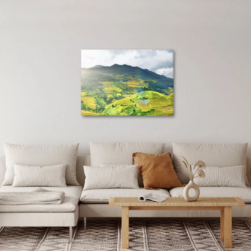 Obraz plantacji (70x50 cm)
