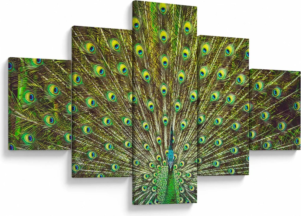Obraz - Paw (125x70 cm)