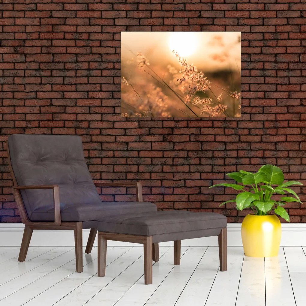 Obraz - Trawa  na słońcu (70x50 cm)