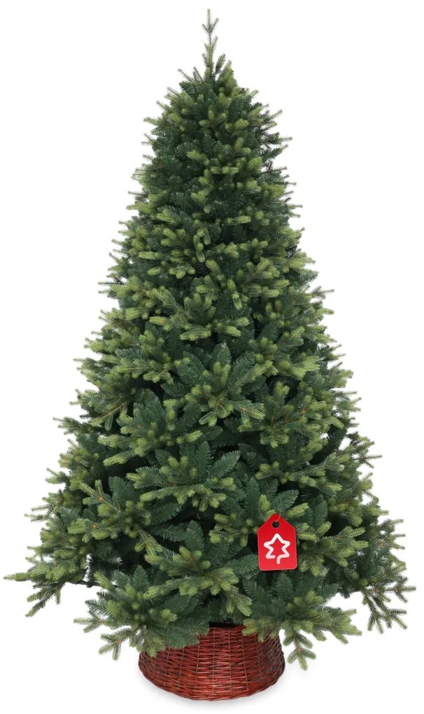 Świerk kwitnący ekstra gęsty 240 cm