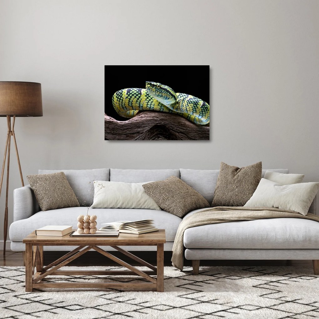 Obraz na szkle - Grzechotnik Waglera (70x50 cm)