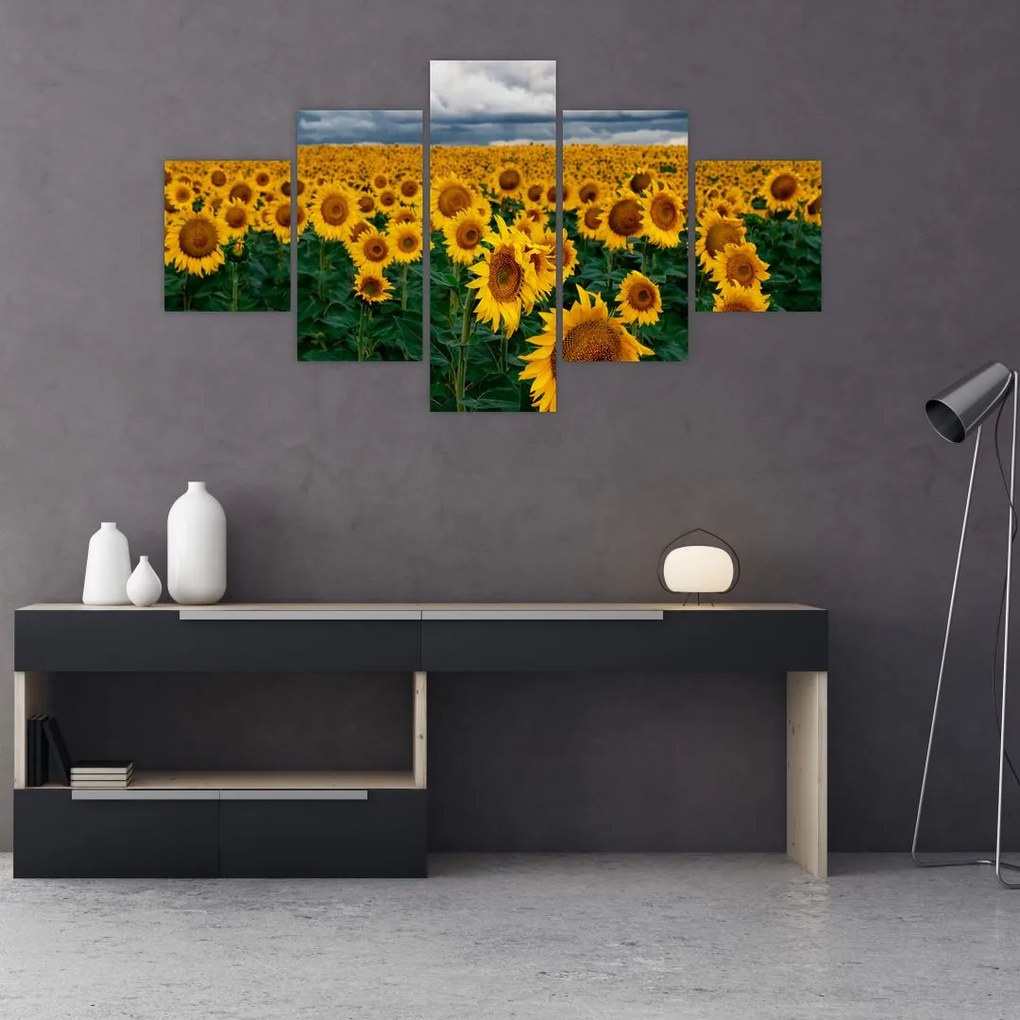 Obraz pola słoneczników (125x70 cm)