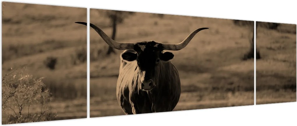 Obraz - Krowa z Teksasu (170x50 cm)