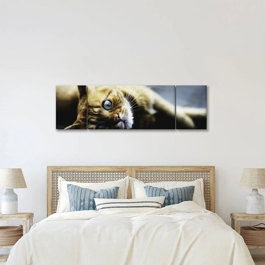 Obraz kota (170x50 cm)