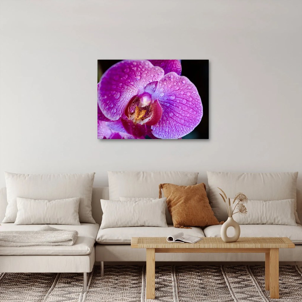 Obraz - Zbliżenie kwiatu orchidei (70x50 cm)