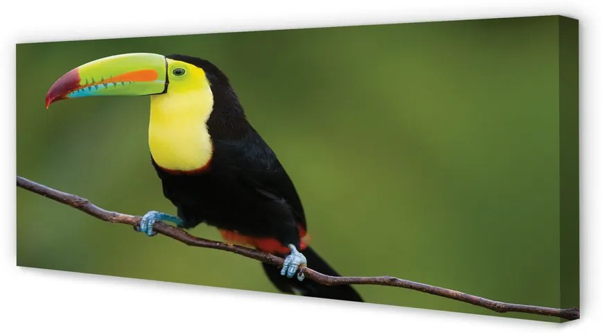 Duży obraz na płótnie Kolorowa Papuga na Gałęzi