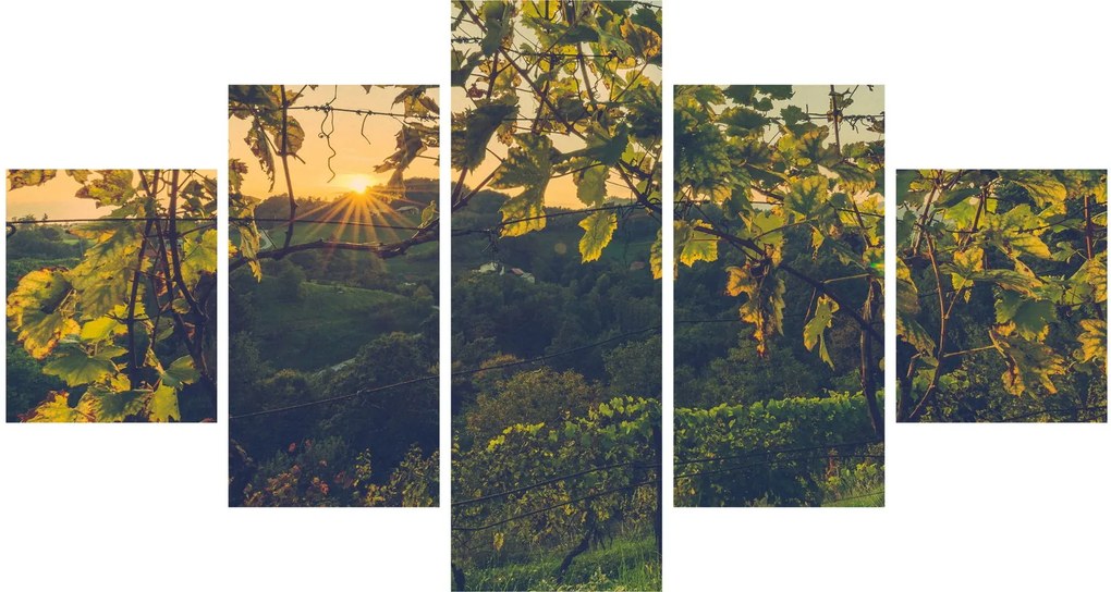 Obraz - Winnica (125x70 cm)