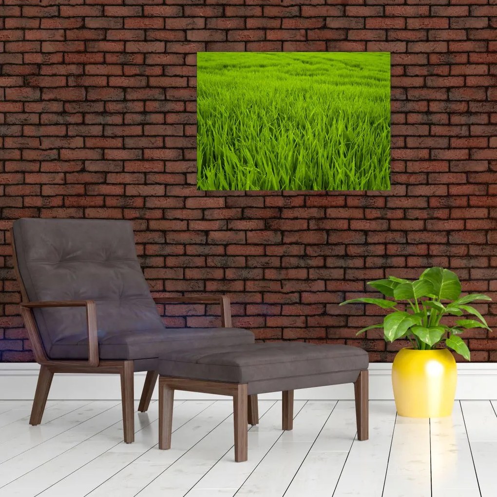 Obraz na szkle - trawa (70x50 cm)
