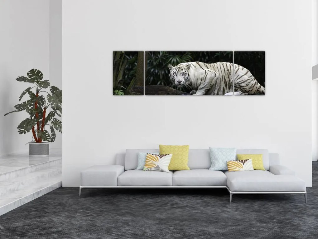 Obraz - Tygrys albinos (170x50 cm)