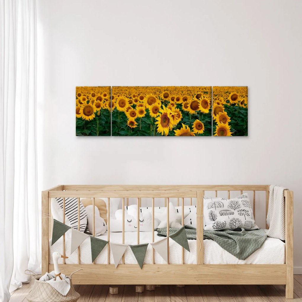 Obraz pola słoneczników (170x50 cm)