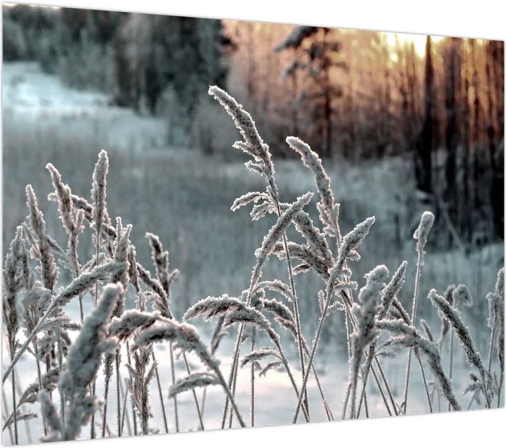Obraz na szkle - Frozen Meadow (70x50 cm)