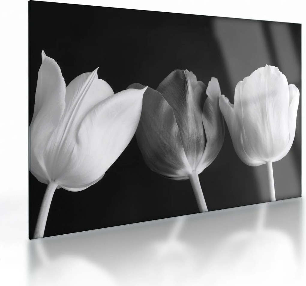Obraz na szkle - Czarno - białe kwiaty tulipanów (70x50 cm)