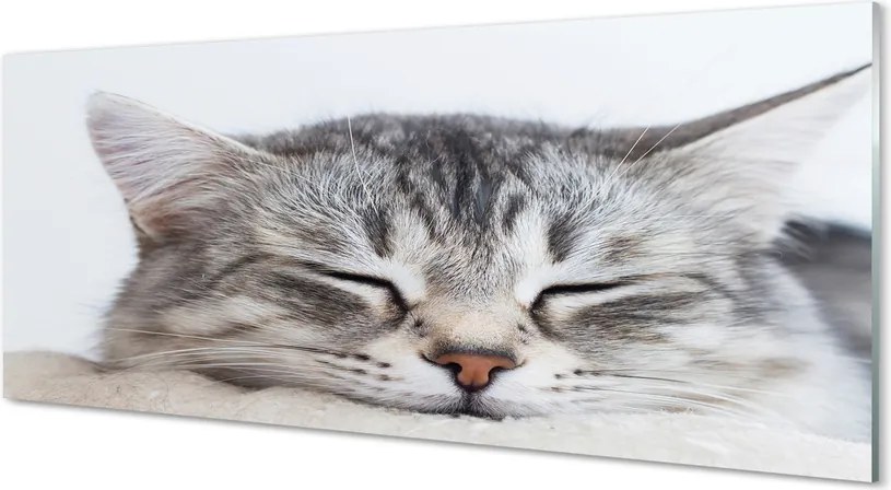 Szkło do Kuchni na Ścianę Słodki Sen Śpiącego Kota