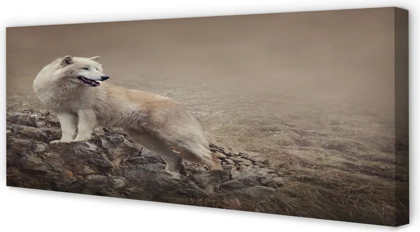 Obraz drukowany na płótnie Wilk na Górskim Szlaku