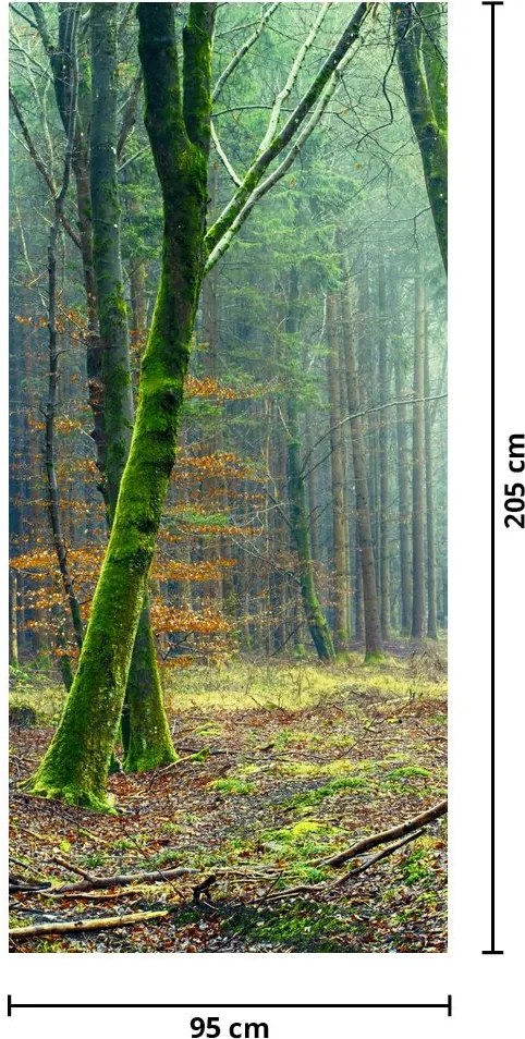 Fototapeta na drzwi - Las (95x205cm)