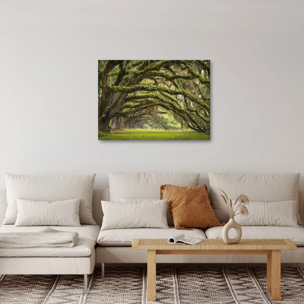 Obraz - Oaks Avenue, Charleston, Karolina Południowa, USA (70x50 cm)