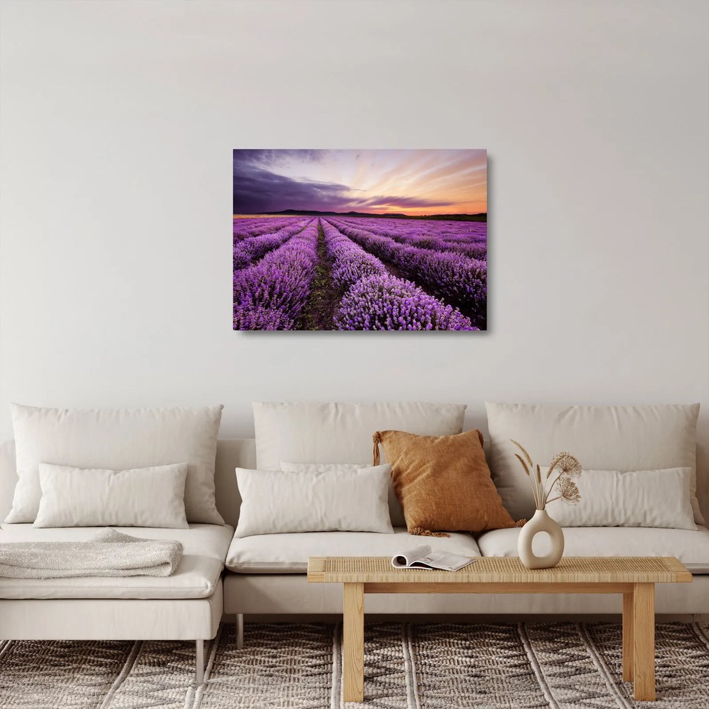 Obraz na szkle - Pole lawendy o zachodzie słońca (70x50 cm)