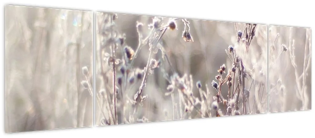 Obraz - Roślina (170x50 cm)