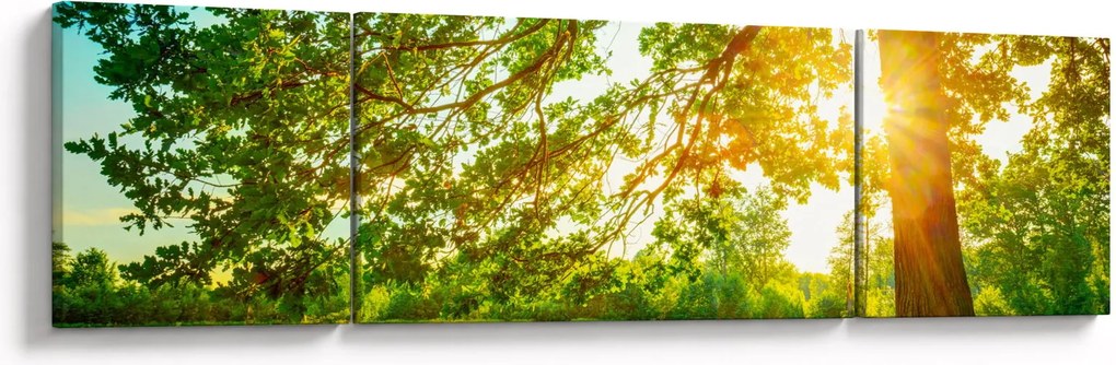 Obraz - Słoneczny Las (170x50 cm)